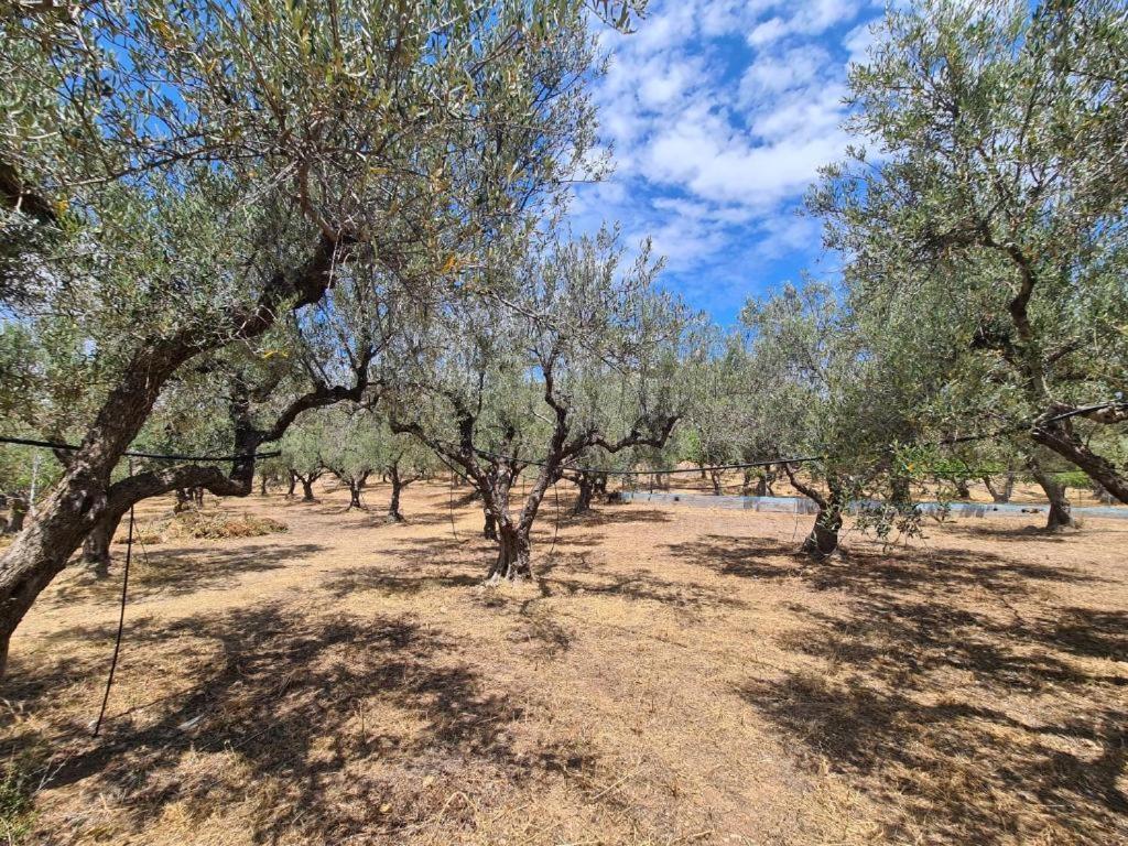 Το Κτήμα Της Ελιάς Του Τάκη ξενώνας Παραλία Δαιμονιάς Εξωτερικό φωτογραφία